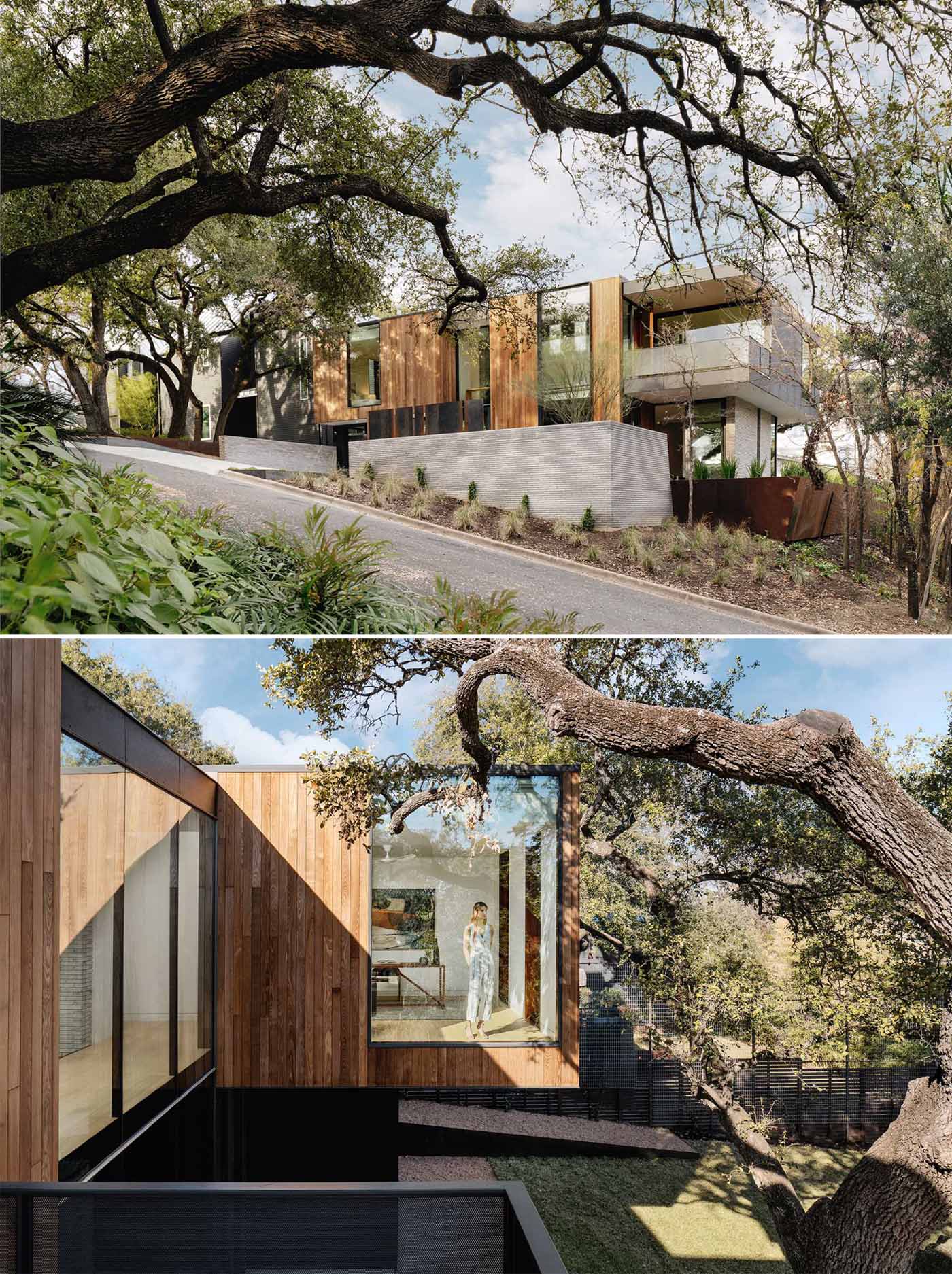 A modern home designed around a split-trunk live oak that's stood guard over the center of the tight lot for decades.